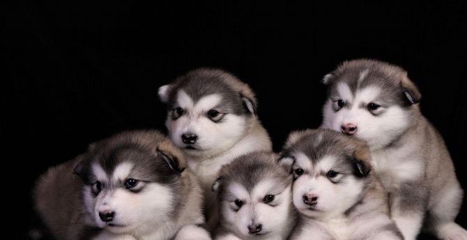 Adorable dogs, animal, puppies wallpaper