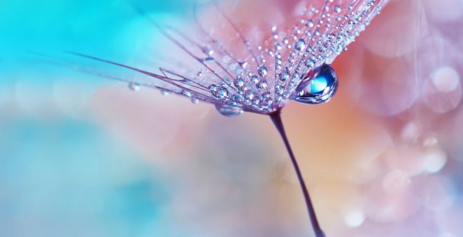 Dew drops, flower, macro, Huawei Mediapad wallpaper