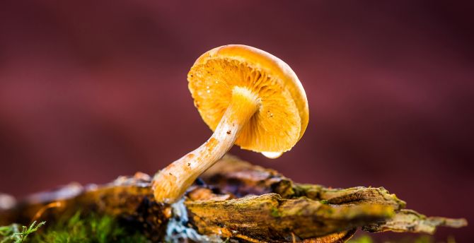 Wallpaper mushroom, wild yellow small fungal plant desktop wallpaper, hd  image, picture, background, 9c03ff | wallpapersmug