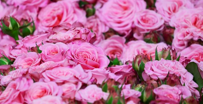 Roses, pink, fresh, bouquet wallpaper