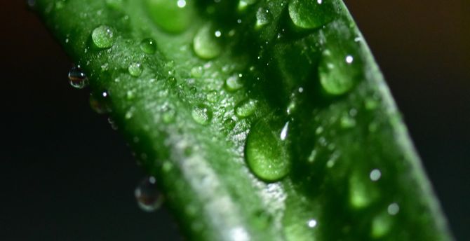 Green leaf, close up, drops wallpaper
