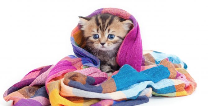 Cute, animal, feline wrap in blanket wallpaper