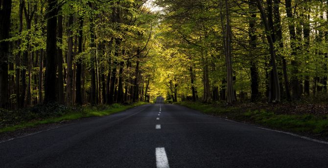 Highway, forest, tree, road, spring wallpaper