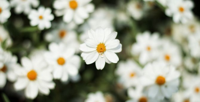 Blur, bloom, white daisy, flowers wallpaper