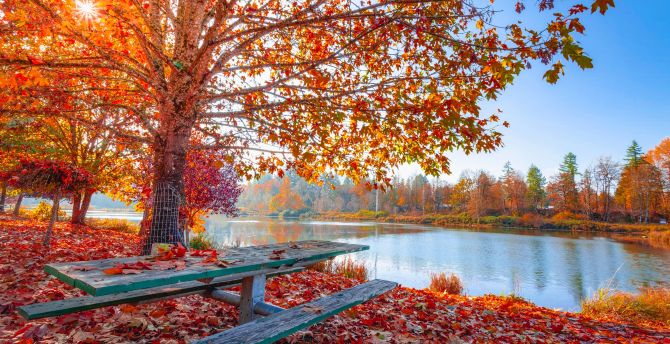 Autumn, fall, maple tree, foliage, autumn, leaves, sunny day, lakeside wallpaper