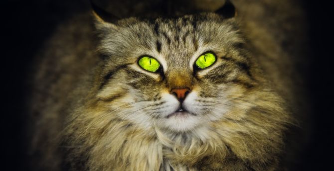 Hình nền xanh lá cây mắt mèo, mèo, nhìn chằm chằm