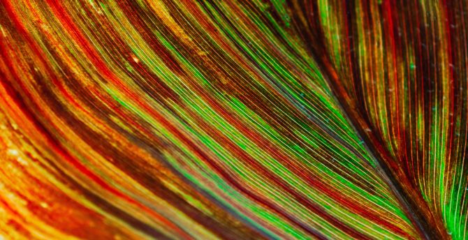 Macro, colorful leaf veins, texture wallpaper