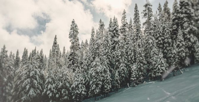 Winter, tree, nature, pine wallpaper
