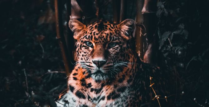 Leopard, stare, predator wallpaper