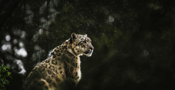 Portrait, leopard, predator wallpaper