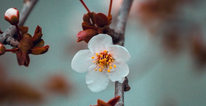 White flower, cherry blossom, tree branch wallpaper