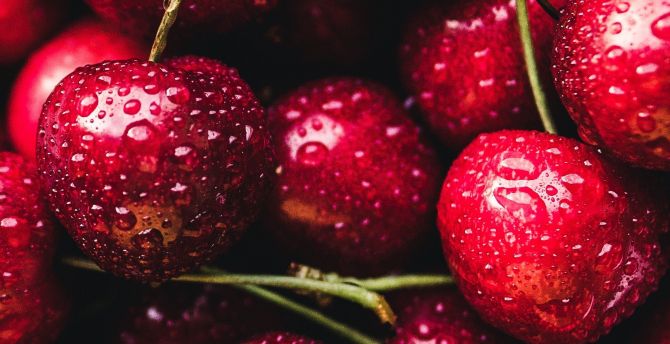 red cherry fruit wallpaper