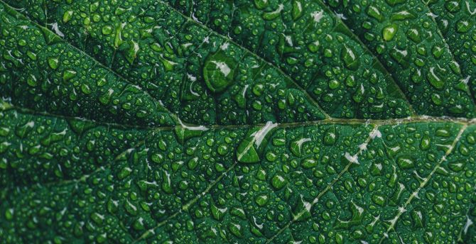 Leaf, close up, green, drops wallpaper