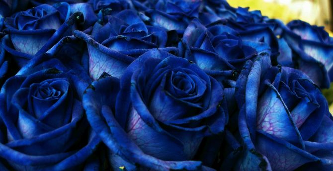 Blue roses, bouquet, fresh wallpaper