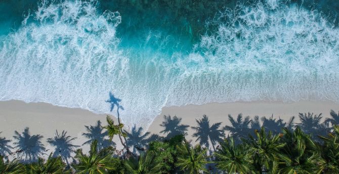 Beautiful beach, aerial view, palm trees, sea wallpaper