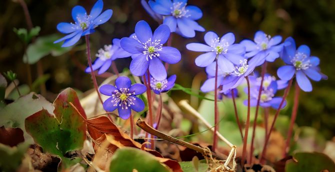 Spring, blue, wild flowers, leaves wallpaper
