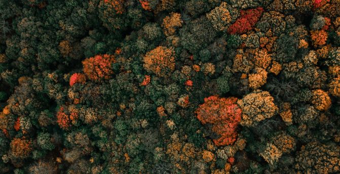 Colored tree, fall, autumn, aerial view, dense forest wallpaper