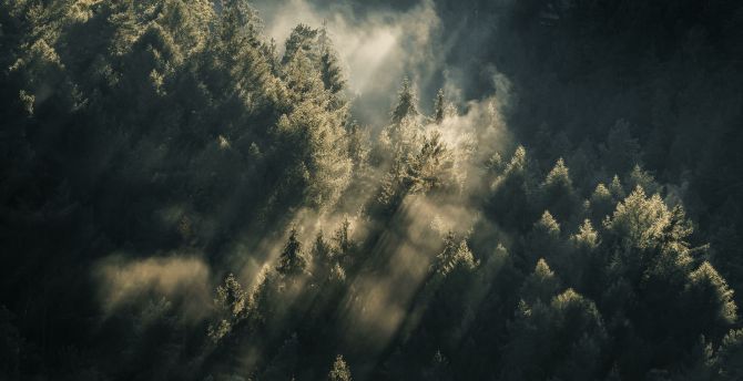 Lights through woods, green forest, aerial view wallpaper