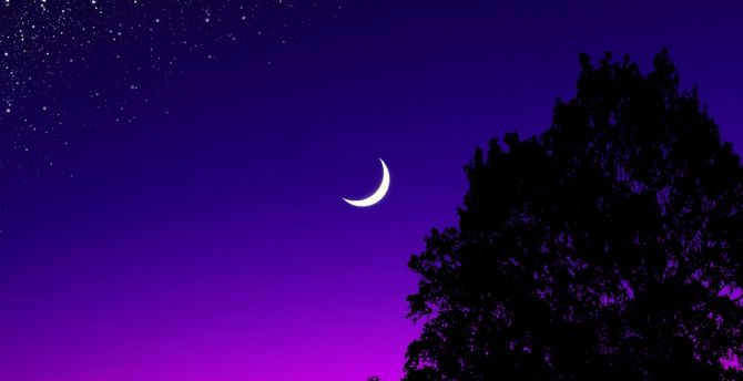 Moon, tree, starry night, silhouette, minimal wallpaper