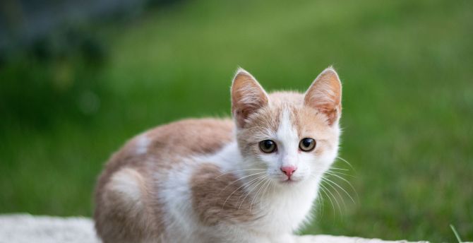 Cute, young, kitten, animal wallpaper
