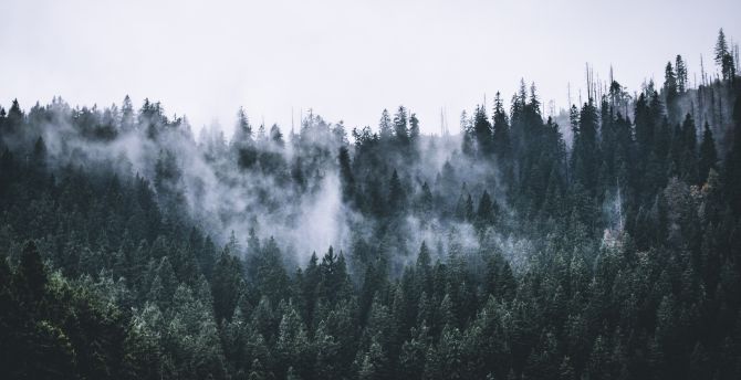 Green, forest, fog, nature, trees, dawn wallpaper