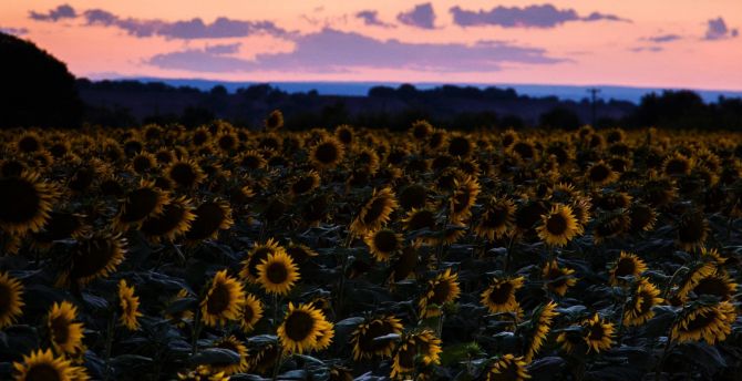 Sunflowers, flowers field, sunset wallpaper
