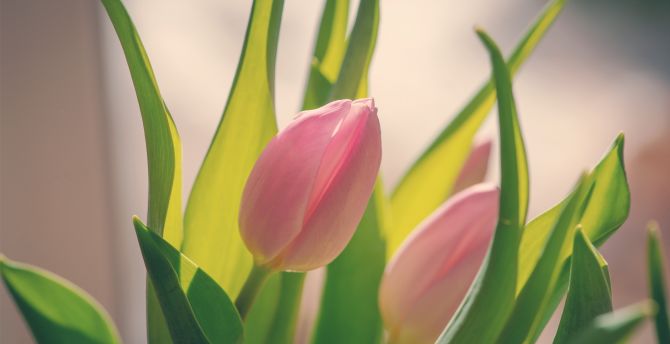Bud, pink tulip, bloom wallpaper