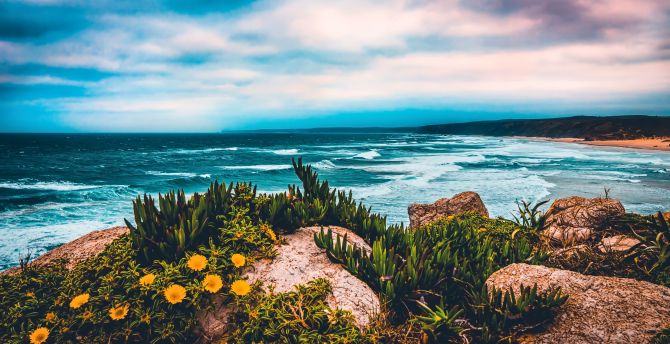 Coast, plants, rocks, sea, sky wallpaper