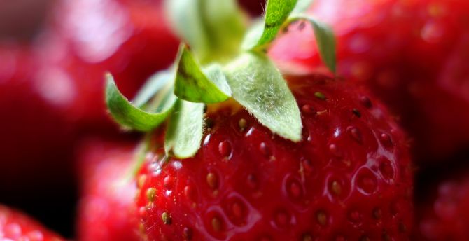 Close up, fresh, red, strawberry wallpaper