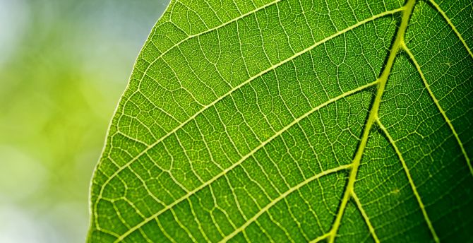 Close up, leaf, spring, green, veins wallpaper