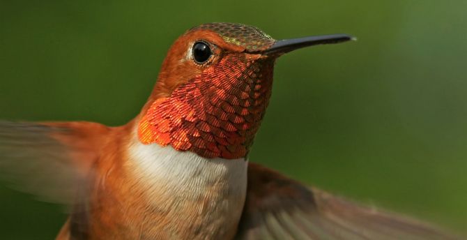 Close up, hummingbird, beautiful wallpaper