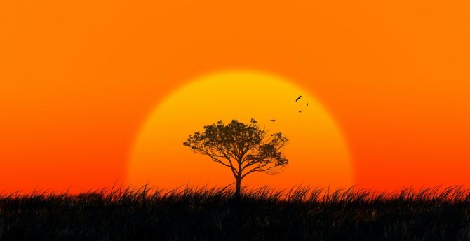 Sunset, sun, tree, silhouette wallpaper