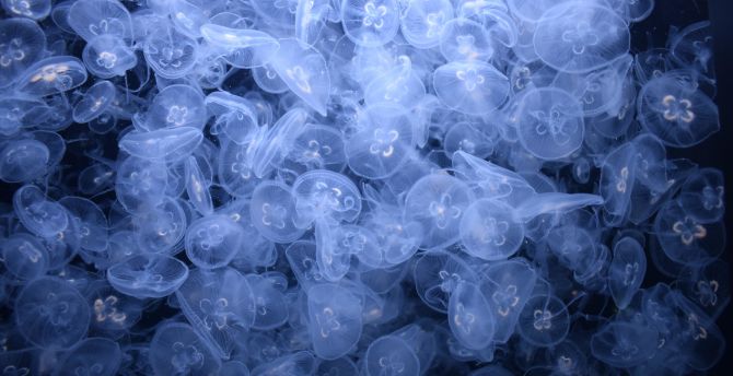 Underwater, fish, blue jellyfish wallpaper