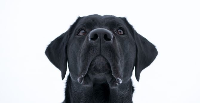 Dog, Labrador Retriever, black, muzzle wallpaper