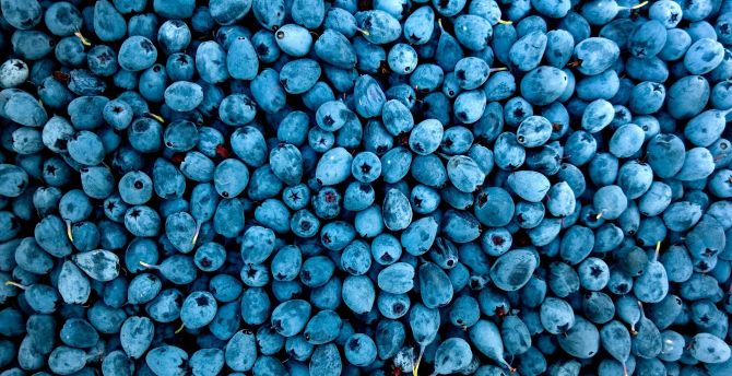 Abundance, fruit, blueberries wallpaper