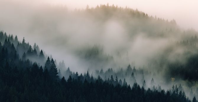 Mist, fog, pine trees, nature wallpaper
