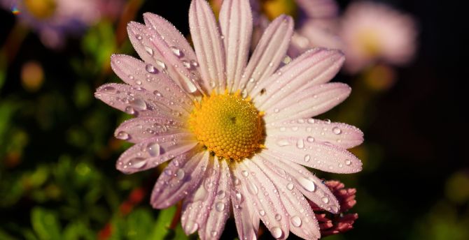 Flower, pink daisy, water drops, closeup wallpaper