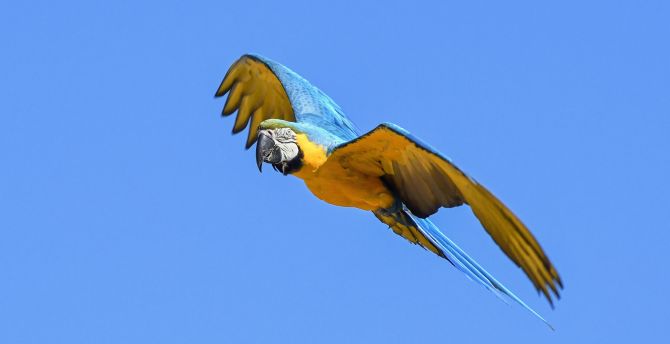 Flight, parrot, green blue, macaw, bird wallpaper