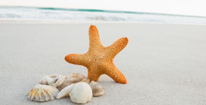 Seashell, starfish, sand, beach wallpaper