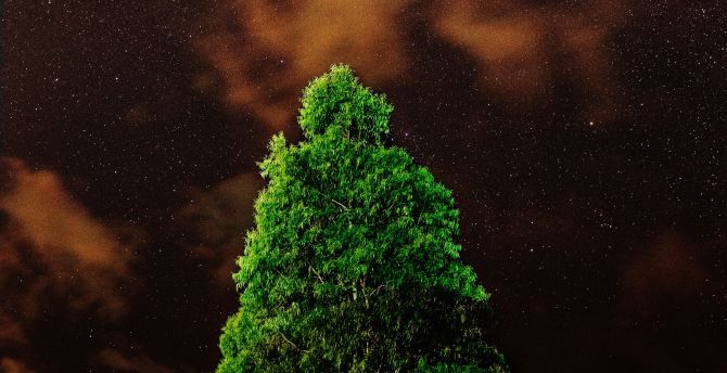 Green tree, night wallpaper