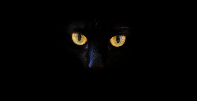 Black cat, yellow eyes, portrait wallpaper