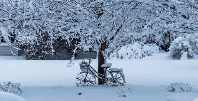 Winter, tree, bicycle, snowfall wallpaper