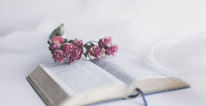Book and roses, flowers wallpaper