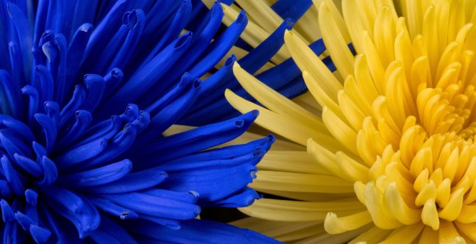 Blue-yellow flowers, blossom, close up wallpaper