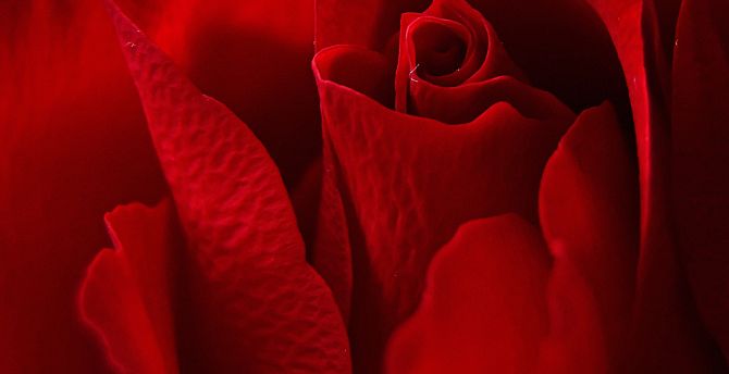 Petals, rose, close up, red wallpaper