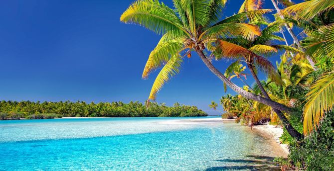 Cook islands, beach, sunny day, palm trees wallpaper