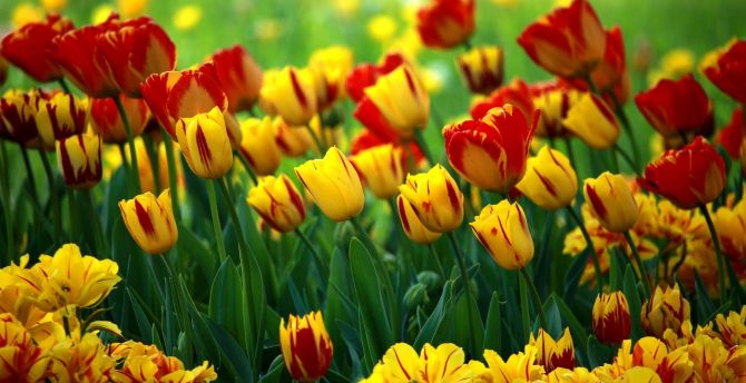 Adorable flowers, tulip, red-yellow flowers, farm wallpaper