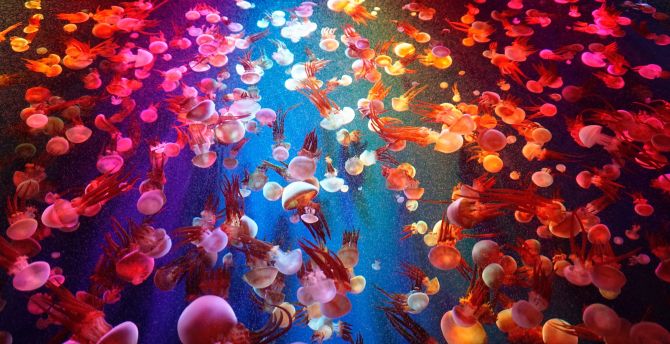 Animals, fishes, jellyfish wallpaper