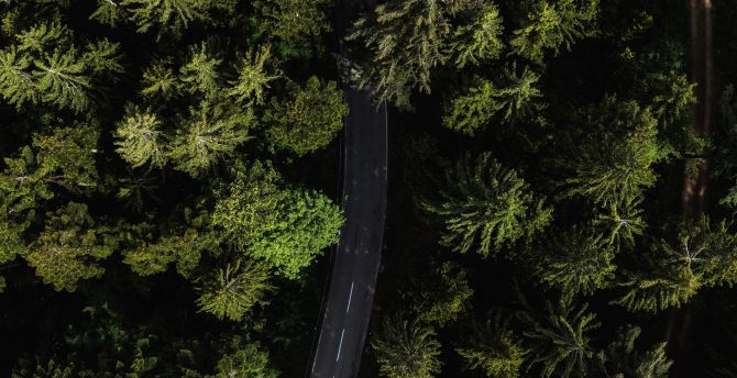 Road through woods, aerial view, trees, Black Forest, Germany wallpaper