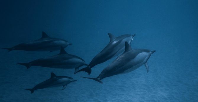 Dolphins, underwater, fish wallpaper